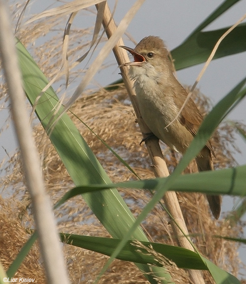      Clamorous Reed Warbler                        Acrocephalus stentoreus  , 2009.: .